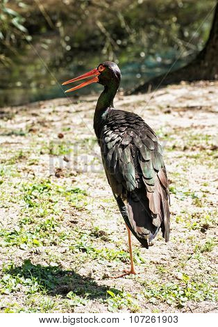Black Stork (ciconia Nigra), Animal Theme