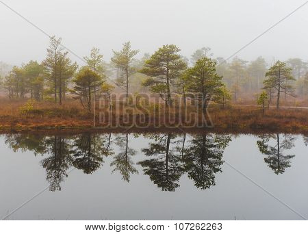 Morning In The Kemeri National Park. Latvia