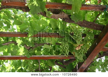 Drue Vine