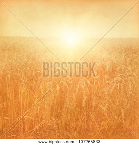 Wheat field and at sunset in grunge and retro style.