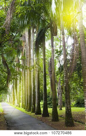 The avenue of the Cuban palm trees (royal palm tree) on Mauritius (Roystonea regia)