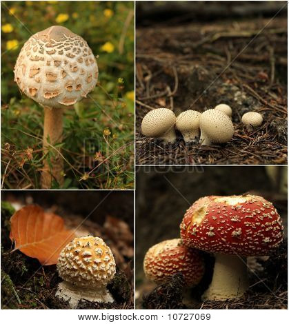 Collage di funghi