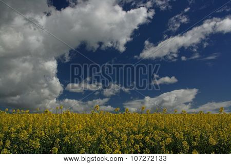 Fields of gold