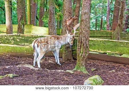 Red Deer At Tree