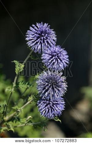 Close up of Echinops flowers in the garden