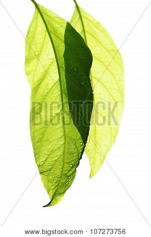 Fresh Leaf Isolate