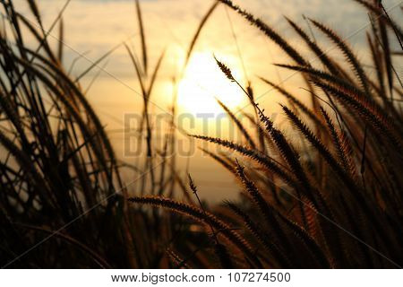 Sunset And Flowers Background Feel Like A Dream