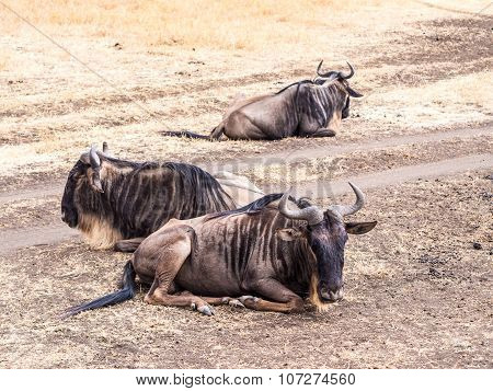 Blue Wildebeas In Ngorongoro