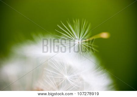 Closeup Of The Seeds Of The Dandelion Flower
