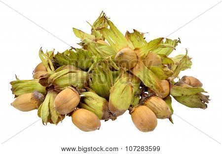 Cobnuts Isolated On White