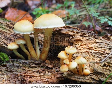 Mushrooms ( Pholiota alnicola ) in polish forest in autumn.