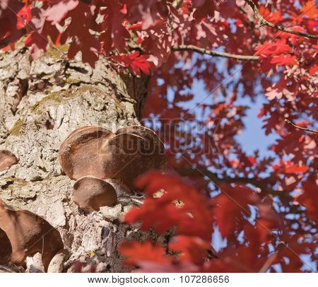 Oak With Burls