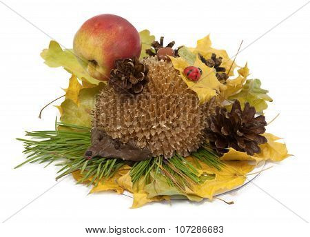 Model Of Hedgehog