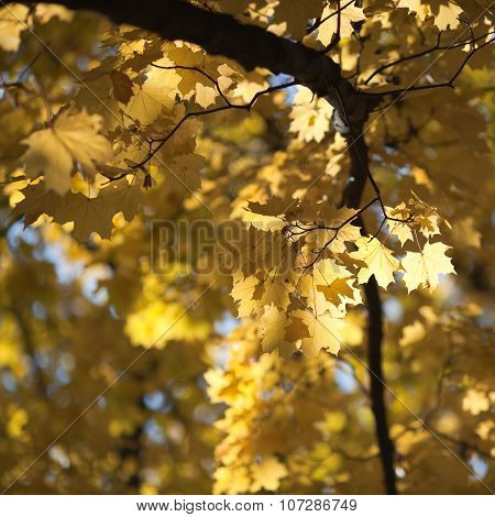 Golden Autumn