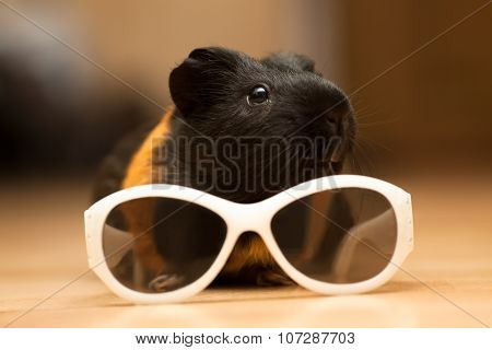 Guinea Pig With Glasses