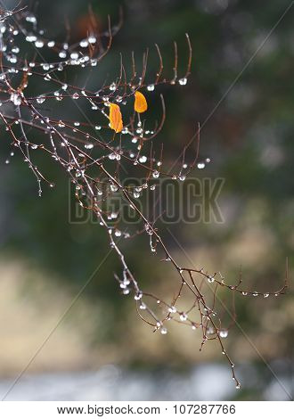Sparkling Droplets On Branch