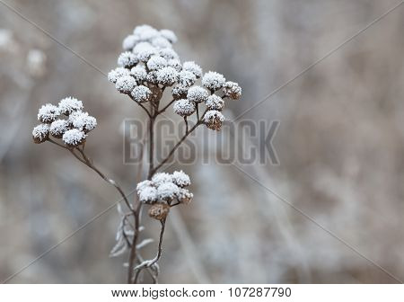 Frozen Plant. Frost On Flowers.