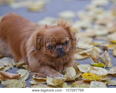 Pekingese Plays With A Tree Branch
