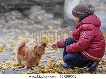 Boy Plays With A Pekingese And Leaf