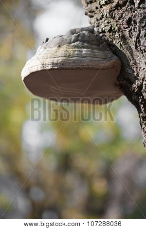 Burl On Tree
