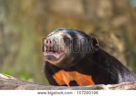 Malayan sun bear