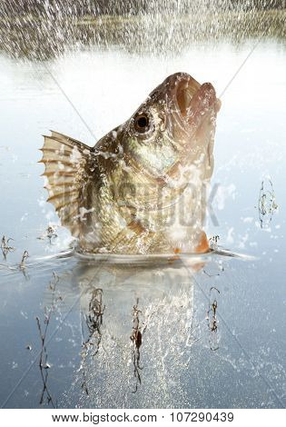 Big river perch (Perca fluviatilis). River predator
