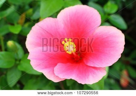 Big Pink Flower Look Fresh And Beauty