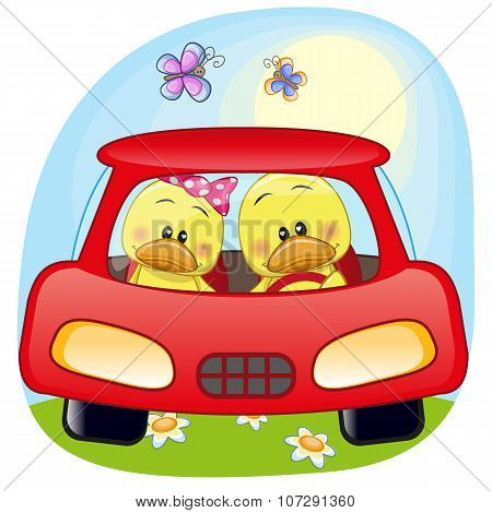 Two Ducks In A Car