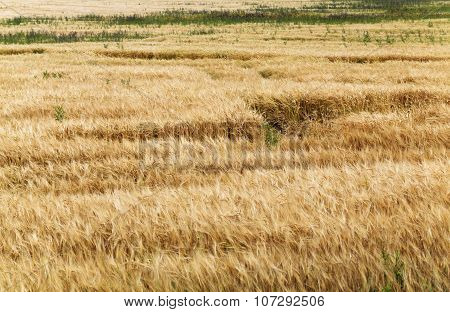 ripened cereals  in field