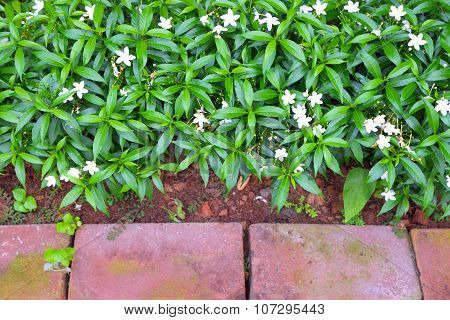 White flowers in flowerbed with border of red bricks