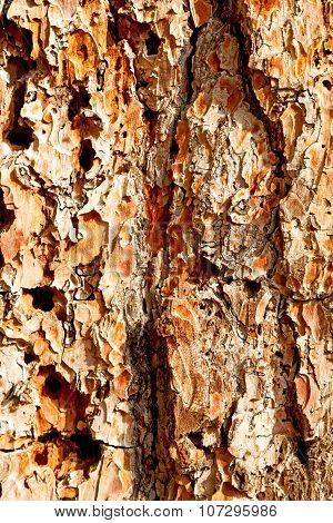 Barck In The Abstract  Color And Texture