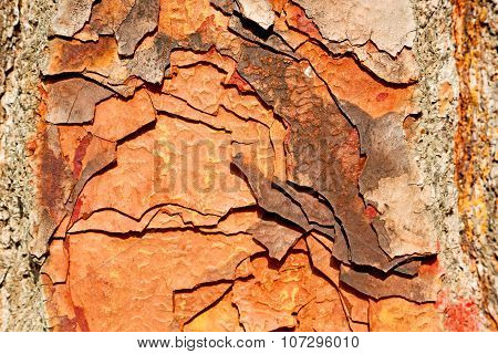 Barck In The Abstract  Tree  Texture