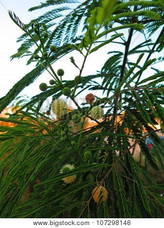 Pom Pom Seed Pods