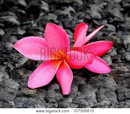 Plumeria On Charcoal Background