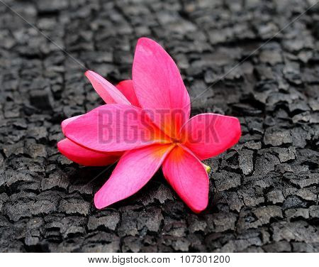 Plumeria On Charcoal Background