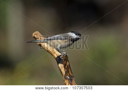 Chickadee on Branch