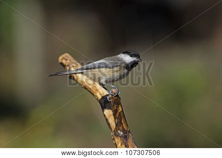 Chickadee on Branch