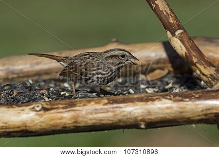 Song Sparrow Feeding