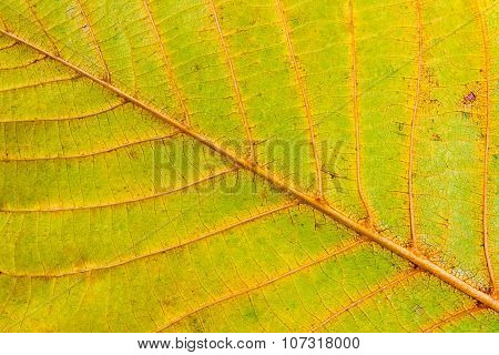 Autumn Walnut Tree Leaf Isolated On White Background
