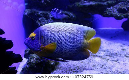 tropical fish that swims in the marine aquarium