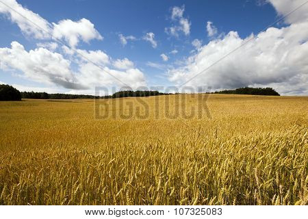 ripe yellow cereals