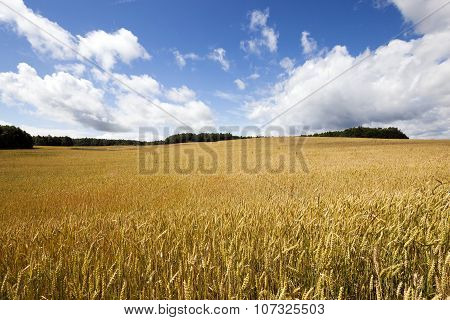 ripe yellow cereals