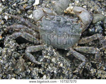 Hemigrapsus oregonensis