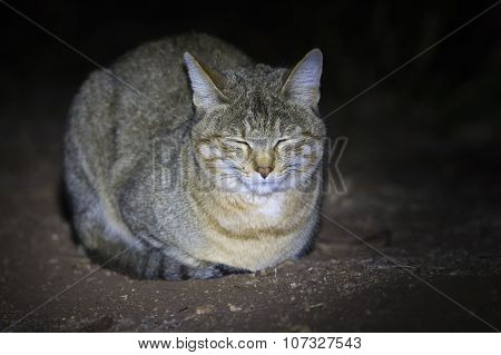 African Wild Cat Lying On The Ground In Spotlight