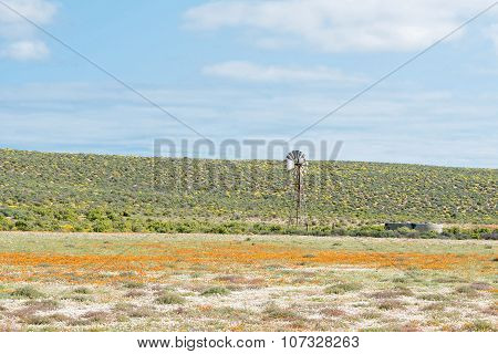 Windmill In A Field Of Orange And Yellow Wild Flowers
