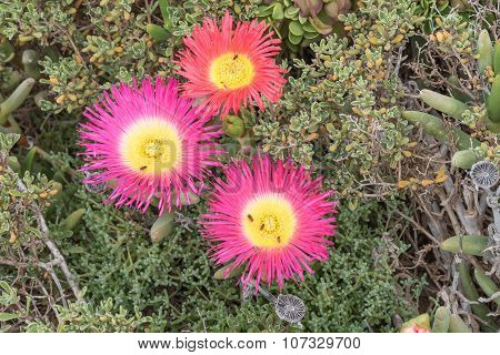 Three Flowers Of The Elandsvy