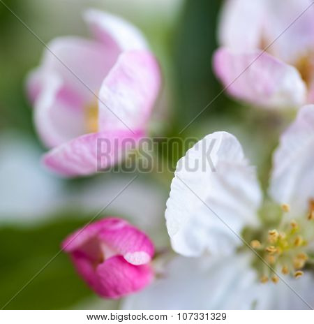 Close Up Of The Apple Tree Flowers