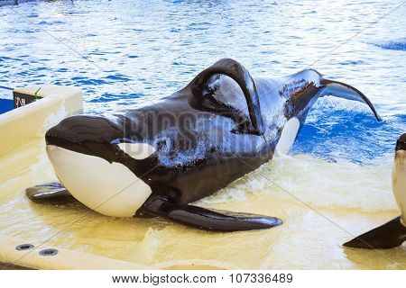 Water Show With Killer Whales In The Pool, Loro Parque, Tenerife