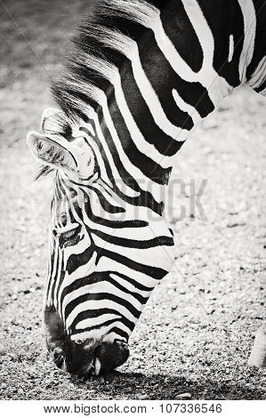 Black and White Zebra Head and Neck