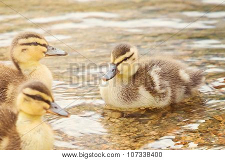 Close Up Of Three Young Ducklings Swimming